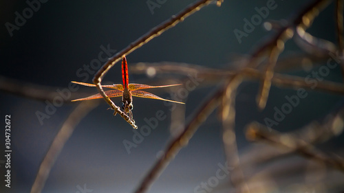 Wallpaper Mural dragonfly Torontodigital.ca