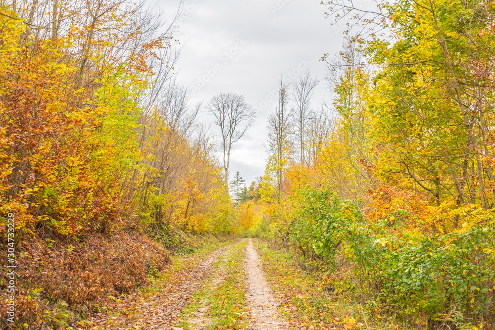 Fototapeta premium Beautiful autumnal forest path..Autumn time with beautiful colored leaves