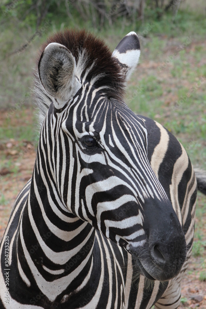 zebra pose