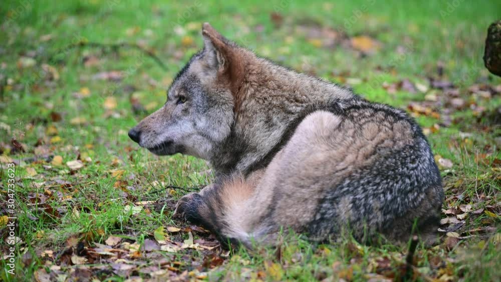 Wolf lie in the forest for resting and look, autumn, germany, (canis lupus) Wolf lie in the forest for resting and look, autumn, germany, (canis lupus)