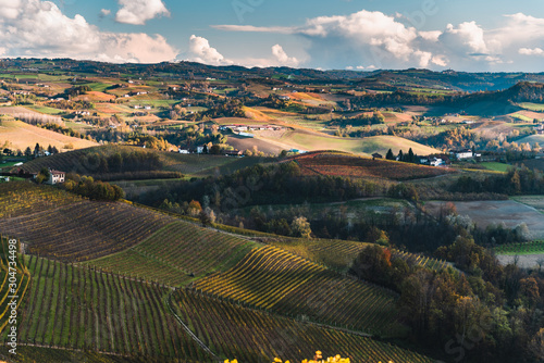 Vineyards in the province of Cuneo  Piedmont  Italy