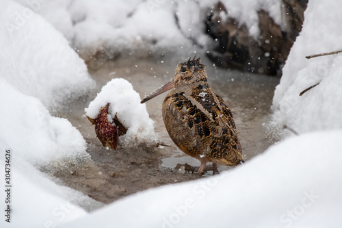 Photo An American Woodcock, commonly known as the Timberdoodle, huddles in a snowy swamp