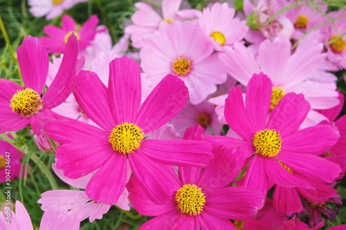 Pink cosmos flower blooming background.