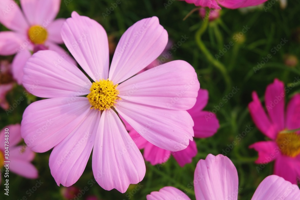Pink cosmos flower blooming background.