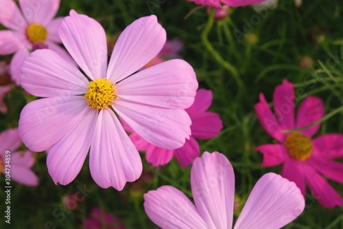 Pink cosmos flower blooming background.