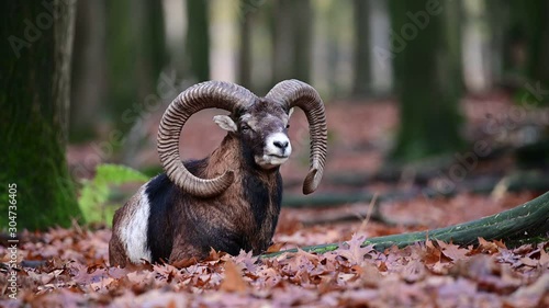 Mouflon male lie in the forest, portrait, autumn, germany, (ovies aries musimon) photo