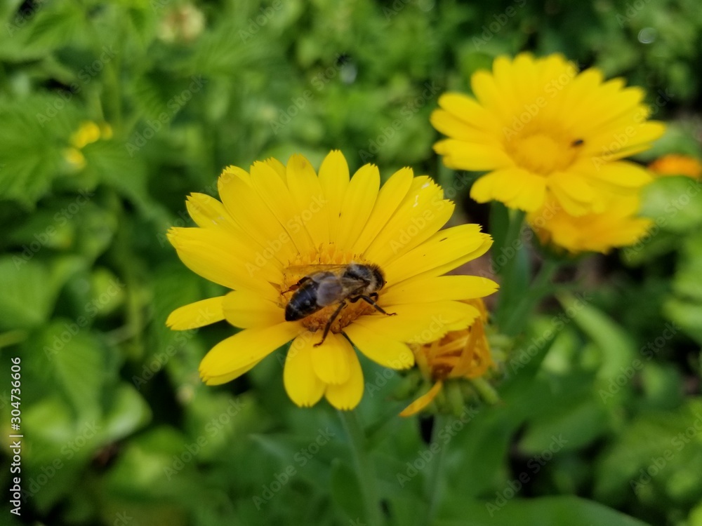 bee on yellow flower bee on yellow flower