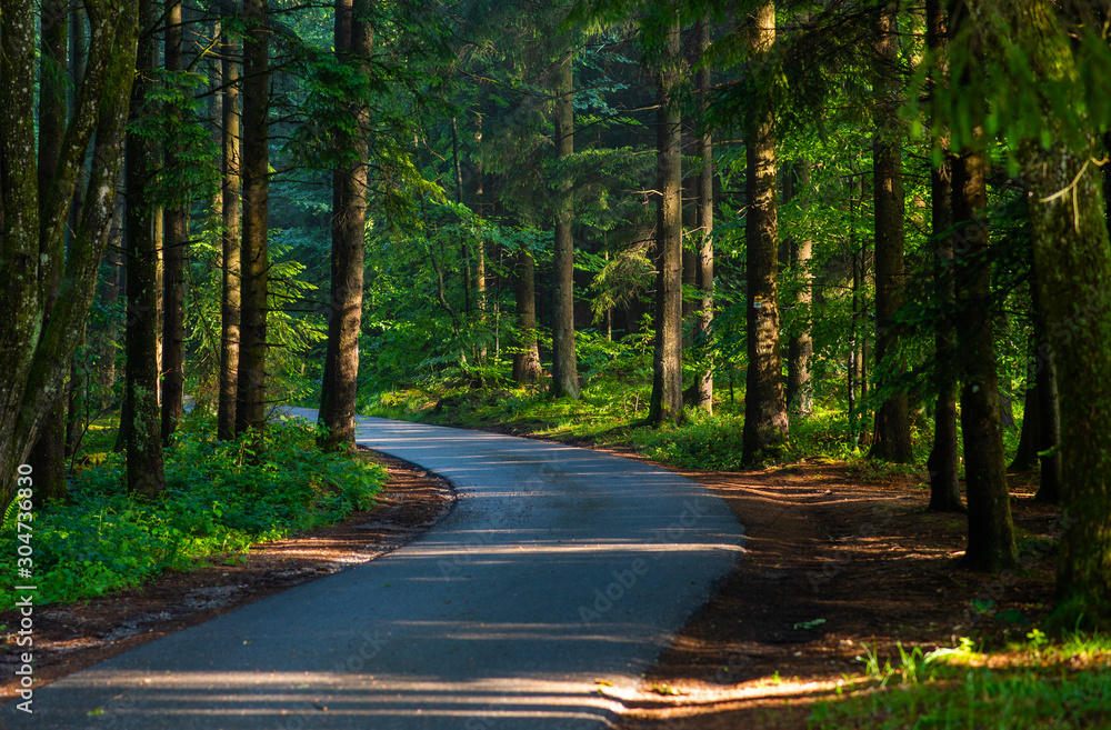 Ancient Black Forest hiking trail through the woods of Germany. Beautiful countryside landscape. Colorful travel background.