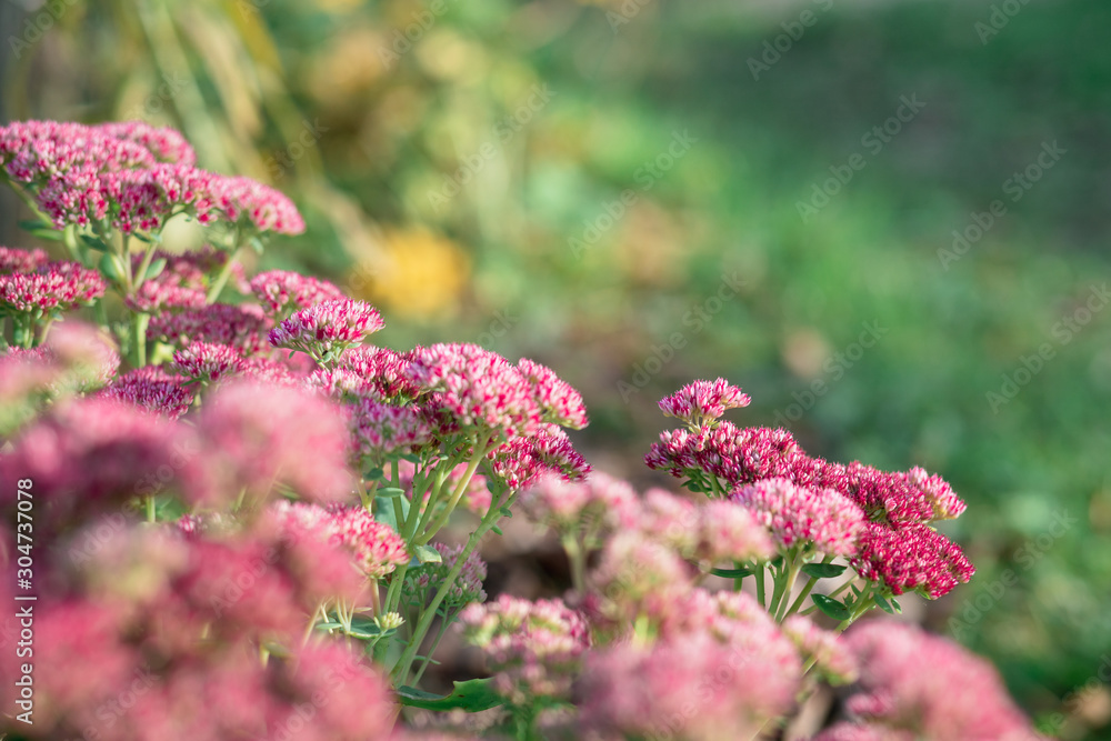 Obraz premium A bouquet of garden pink flowers. Flowers close-up. Holiday card