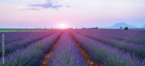 Panorama field lavender morning summer blur background. Spring lavender background. Flower background. Shallow depth of field. Vintage tone filter effect with noise and grain.