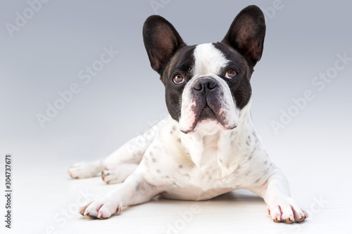 Fotomurale Adorable french bulldog posing on the floor