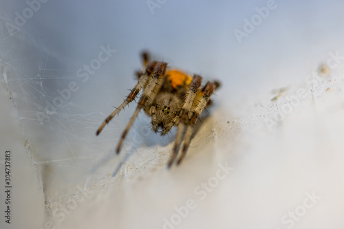 on a white wall hangs a brown-yellow spider lurking for prey