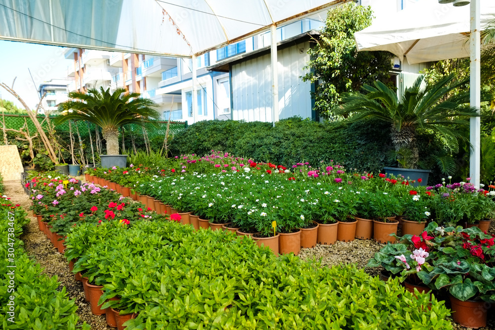 Group of different plants in pots cultivated in greenhouse. Pollution free symbol. Close up, copy space for text, top view. Group of different plants in pots cultivated in greenhouse. Pollution free symbol. Close up, copy space for text, top view.
