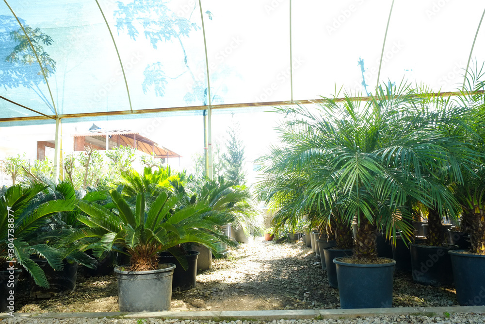 Bunch of palm tree leaves in greenhouse. Close up, copy space, foliage background.