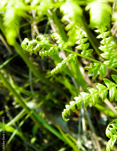 Close up of green leaves of green fern.
