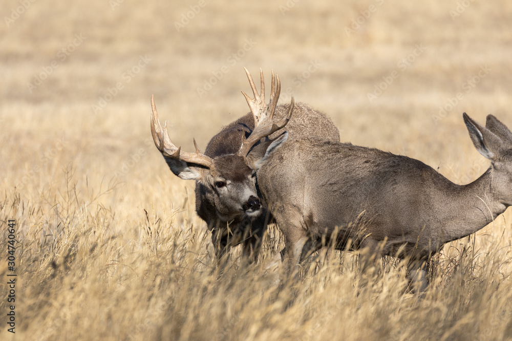 Fototapeta premium Mule Deer Buck in Autumn in Colorado
