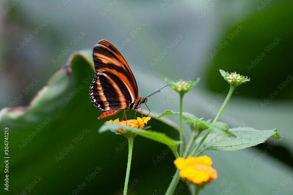 Schmetterling makro close