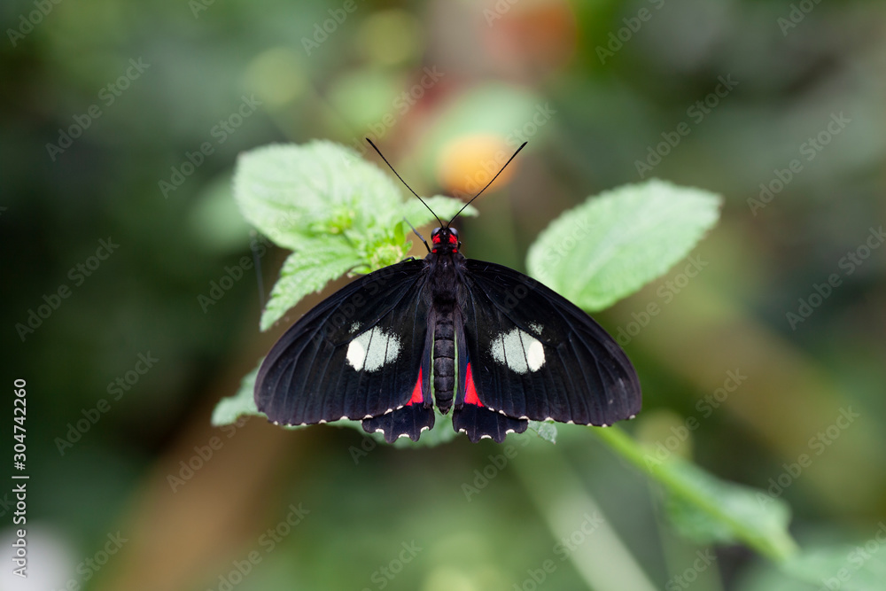 Fototapeta premium Schmetterling makro close