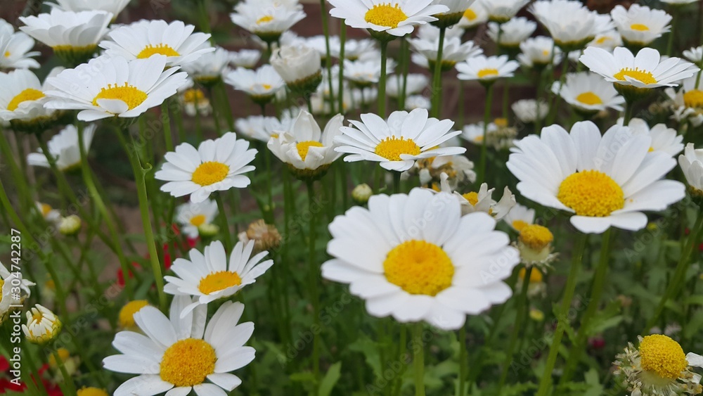 Fototapeta premium Close up of a lovely fresh white flower with green leaves background