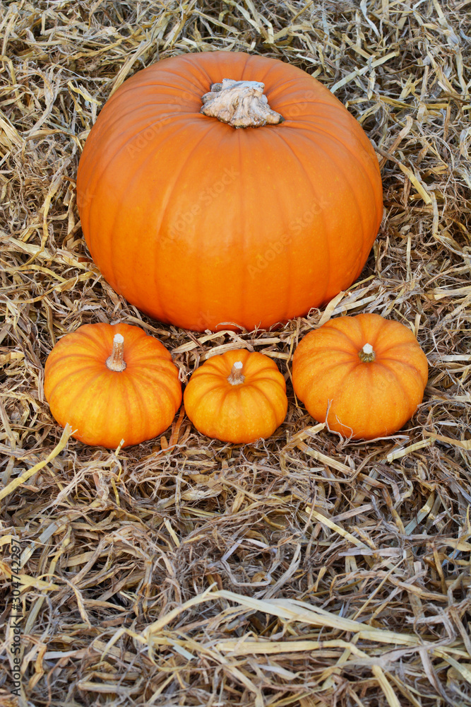Large pumpkin on a bed of straw with mini pumpkins