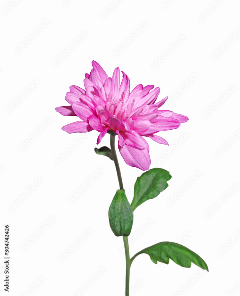 Beautiful pink chrysanthemum isolated on a white background Beautiful pink chrysanthemum isolated on a white background