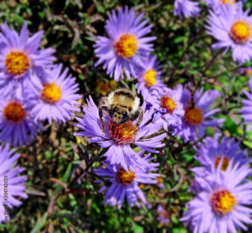 Shaggy striped bumblebee sitting on a chrysanthemum flower