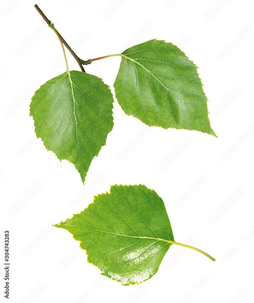 Fototapeta premium Birkenblätter