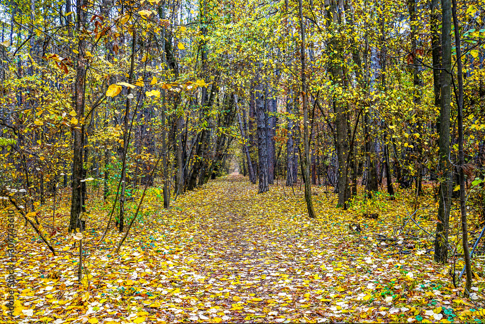 Obraz premium 04_Autumn in park Boris III, Sofia, Bulgaria