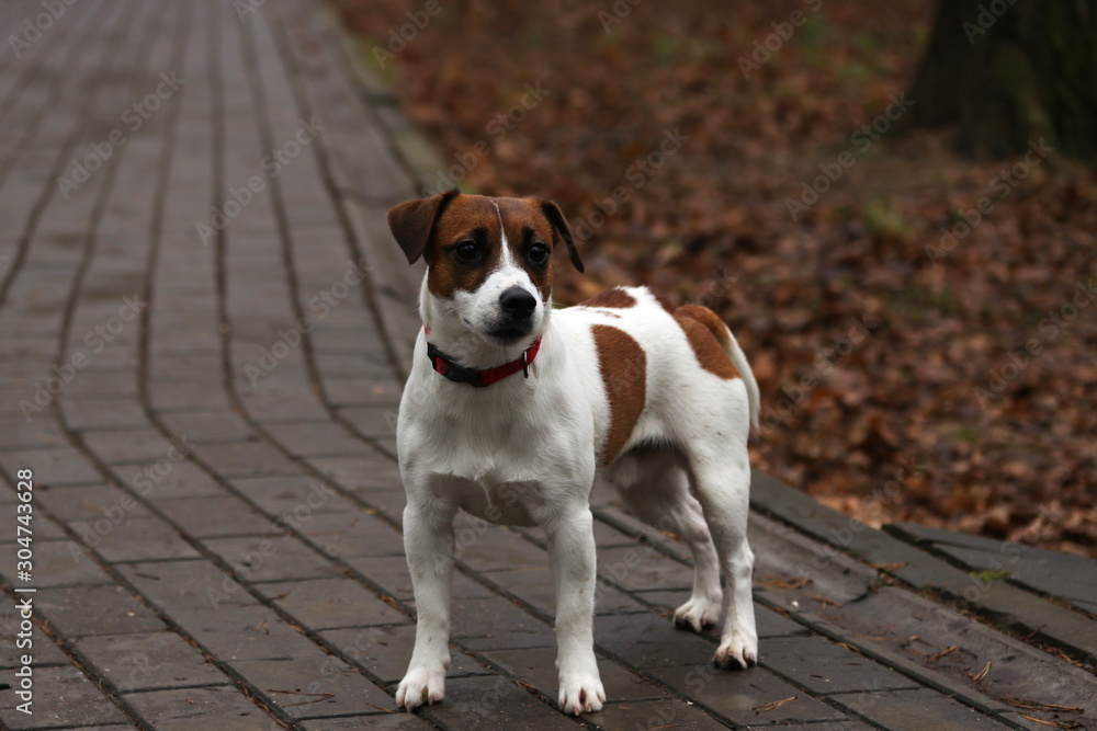 Jack Russell Terrier dog in a city autumn park
