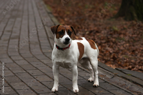 Jack Russell Terrier dog in a city autumn park © Natalya