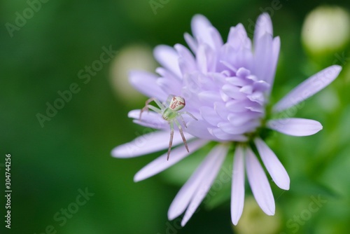 araign  e sur fleur violette macro