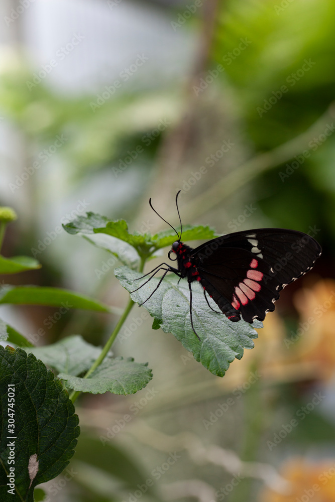 Obraz premium Schmetterling makro close