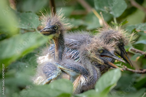 baby herons
