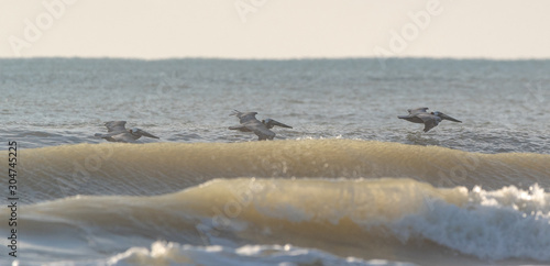 pelican surf