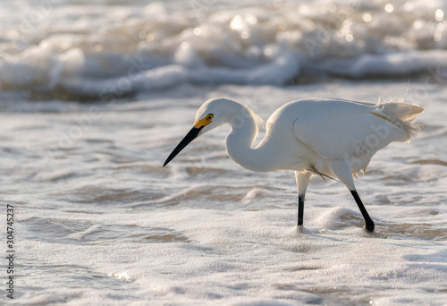 Egret in the Surf