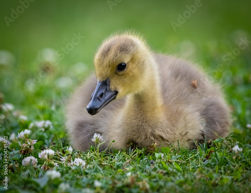 cygnet clover