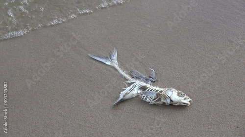dead fish skeleton on beach sand and waves