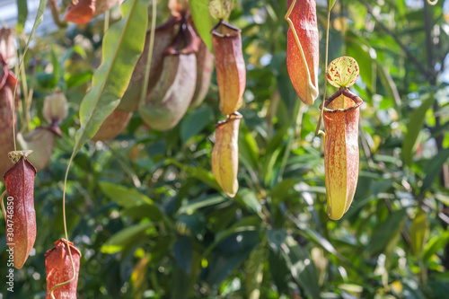 Nepenthes rafflesiana tropical pitcher plants photo