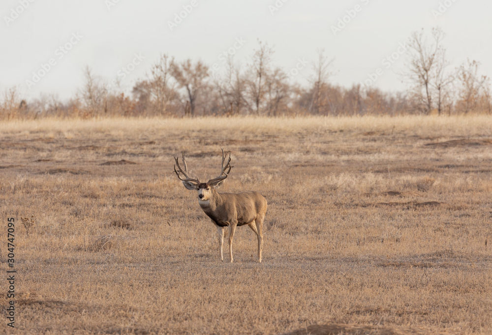 Mule Deer Buck in Colorado During the Fall Rut Mule Deer Buck in Colorado During the Fall Rut