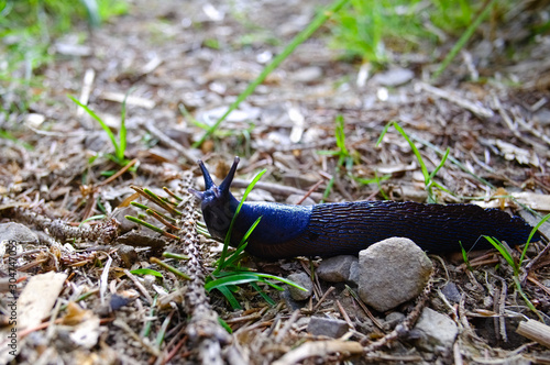 Black slug close up on the ground. Also know as black arion or arion ater
