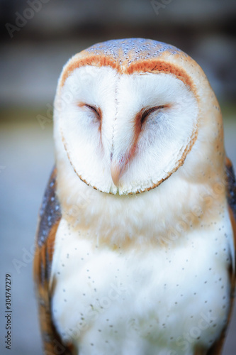 Snowy owl, barn owl - bird of prey – with hook beak and tan and white feathers. Predator, a wild hunter. 