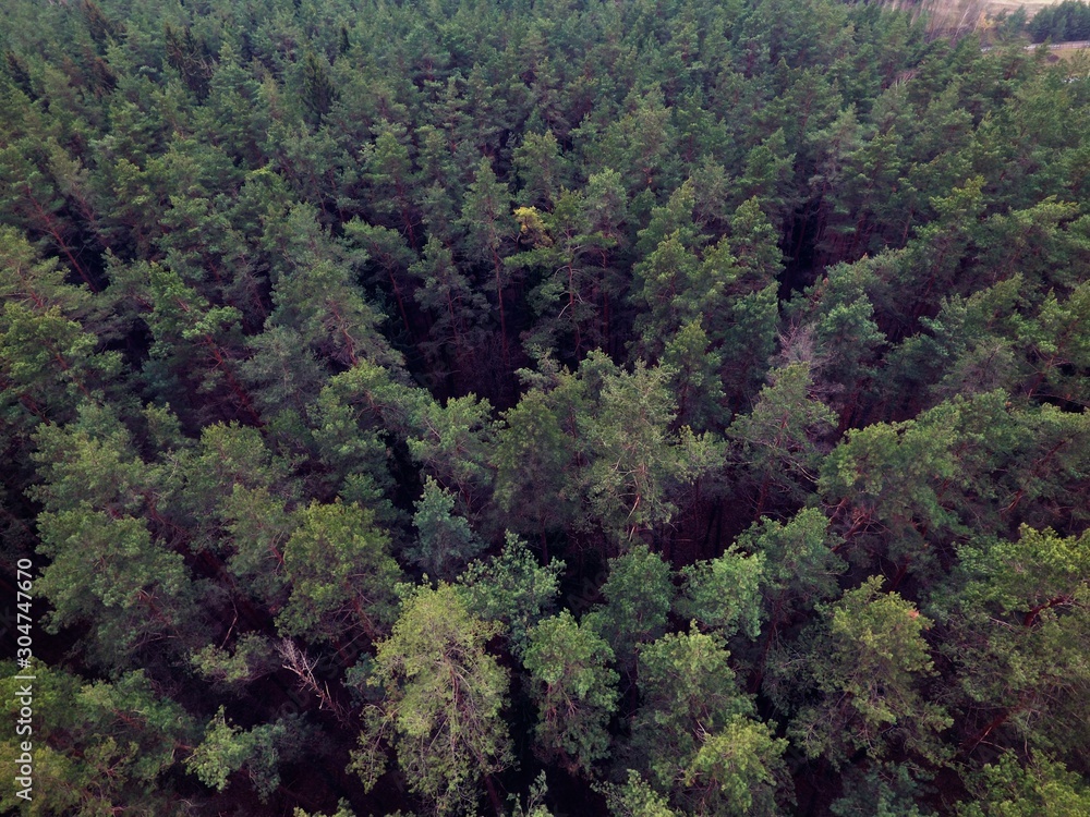 Obraz premium Forest. Drone footage.