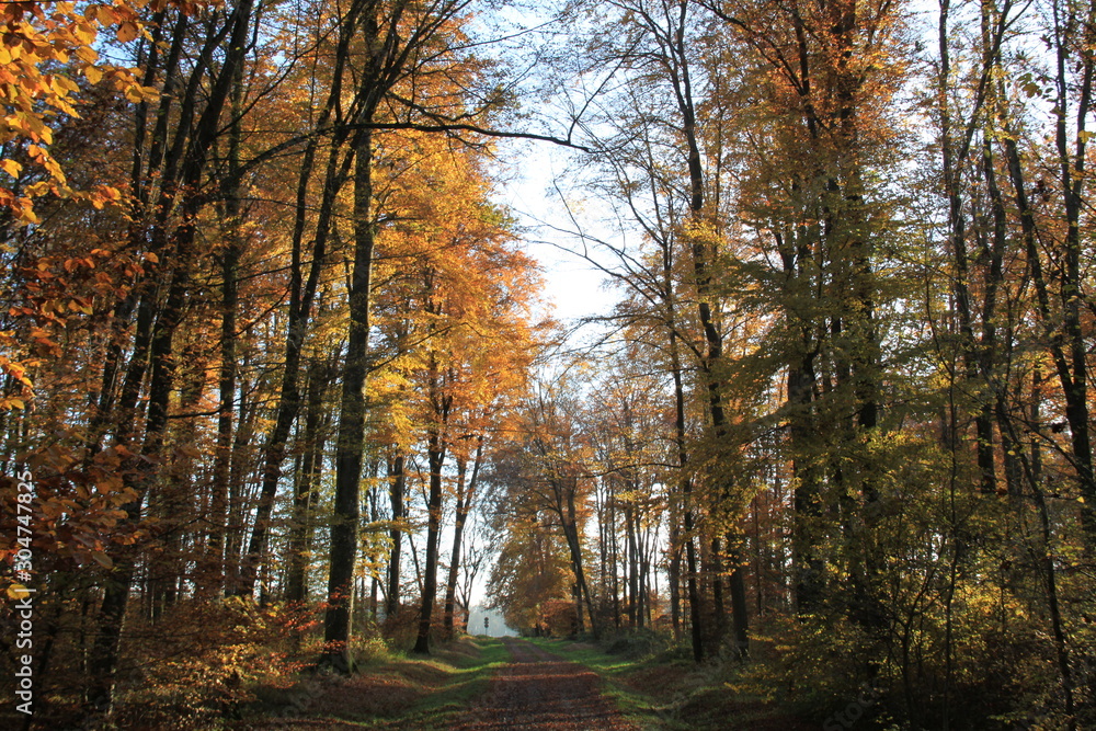 Forêt en automne