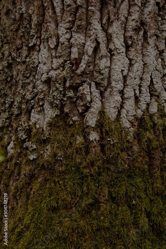 Fototapeta Naklejka Na Ścianę i Meble -  bark of a tree, deep in the Swedish nature