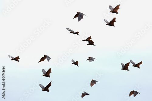 Bats flying in the sky, Freedom concept © Passakorn