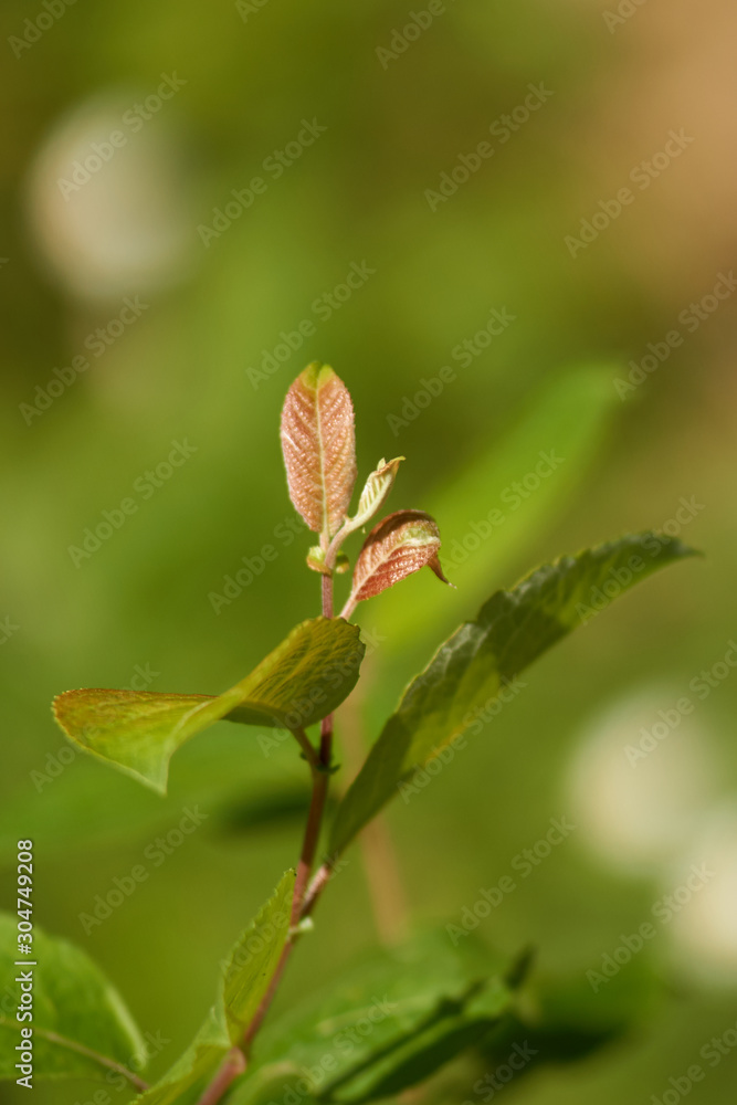 Few green leaves on the green blurry background Few green leaves on the green blurry background