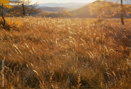 yellow grass and spikelets at sunset