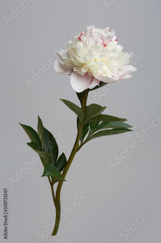 Delicate light pink peony flower isolated on gray background.