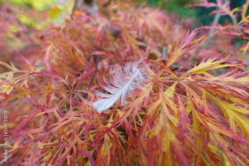 Feder auf japanischem rotgefärbten Ahorn im Herbst