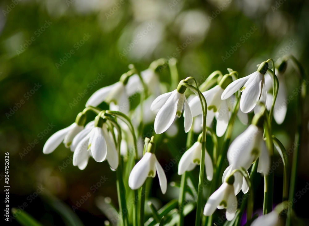 Springtime time with Snowdrops in the Forest Springtime time with Snowdrops in the Forest